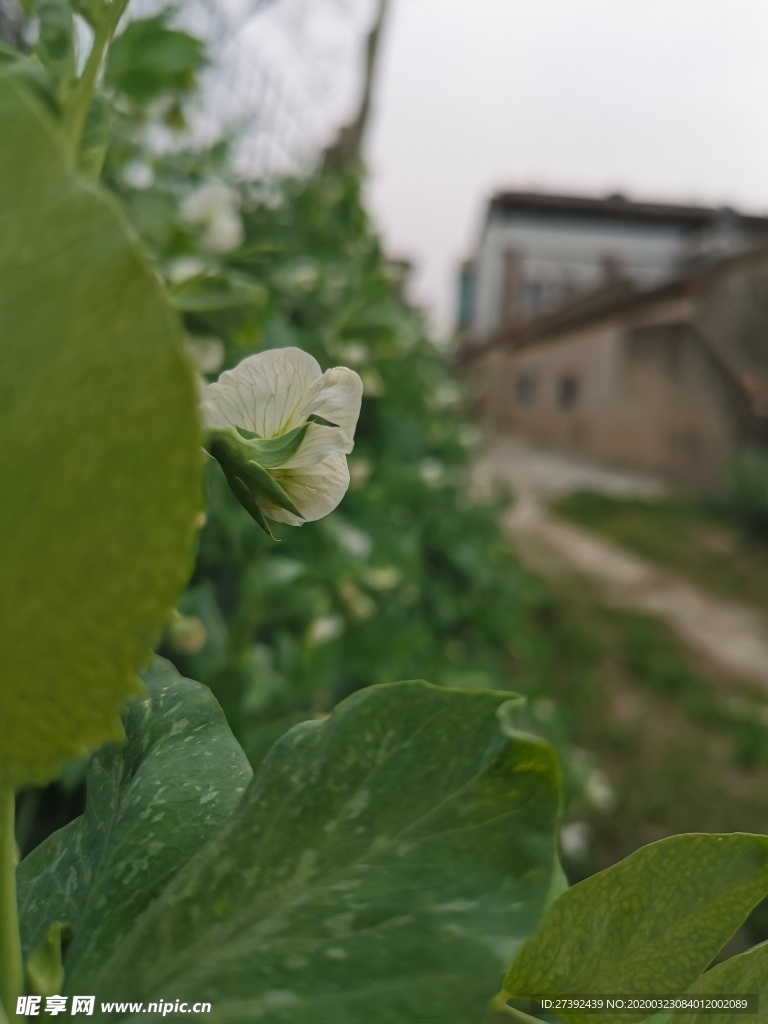 豌豆花