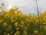 油菜花