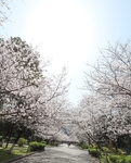 春日樱花