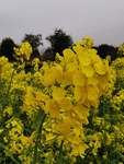 油菜花