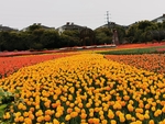郁金香花海