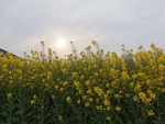 油菜花