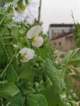 豌豆花