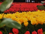 郁金香花丛