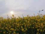 油菜花田