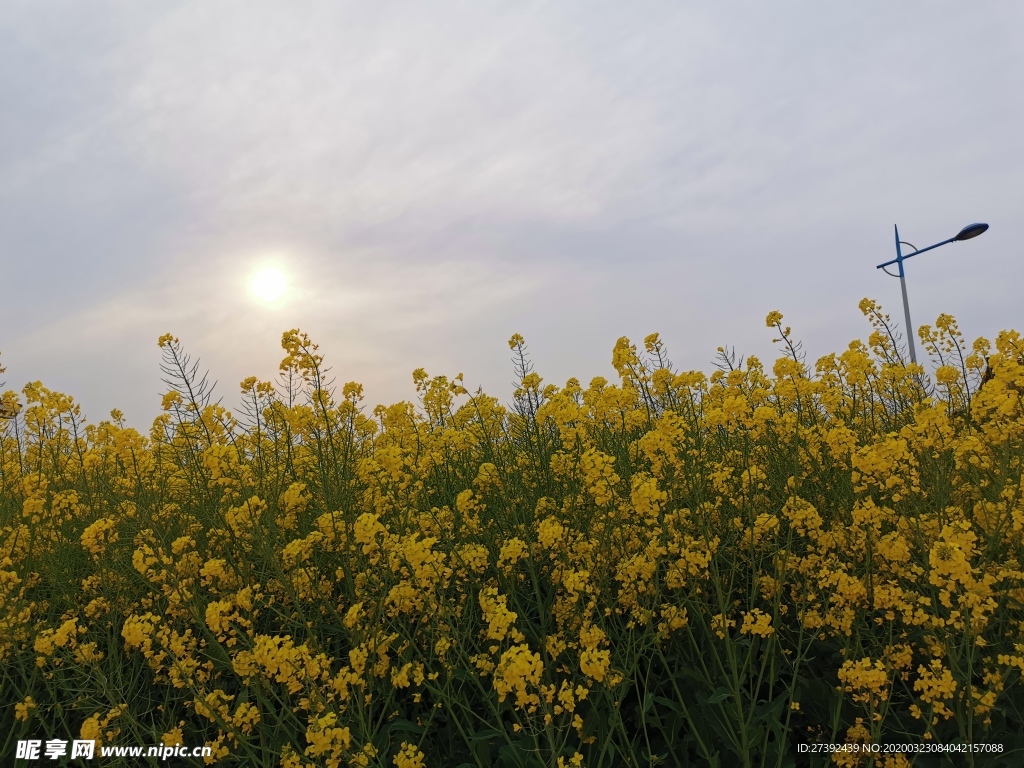 油菜花田