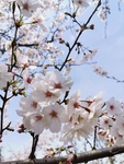 春日樱花