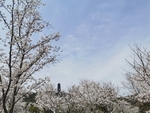 春日樱花