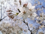 春日樱花