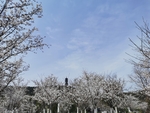 春日樱花