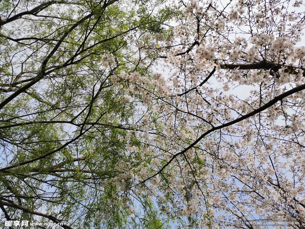 柳树樱花