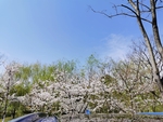 春日樱花