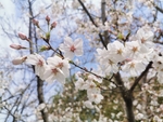 春日樱花