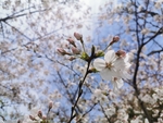 春日樱花