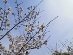 春日樱花