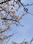 春日樱花