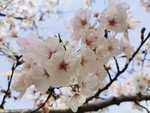 春日樱花