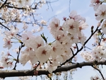 春日樱花