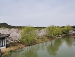 香山风光
