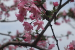 春日海棠