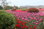 郁金香花海