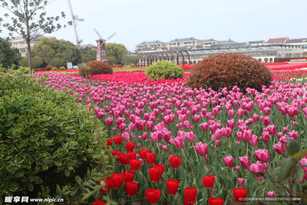 郁金香花海