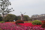 郁金香花海