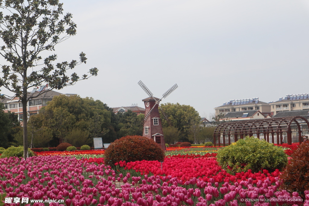 郁金香花海