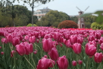 郁金香花海