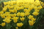 郁金香花海