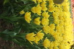郁金香花海