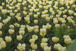 郁金香花海