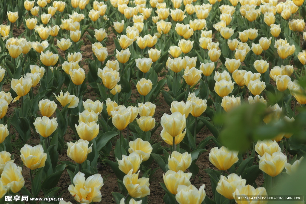 郁金香花海