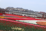 郁金香花海