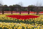 郁金香花海爱心