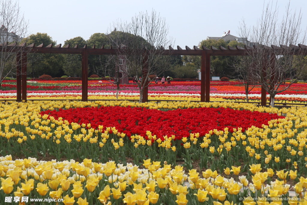 郁金香花海爱心