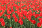 郁金香花海