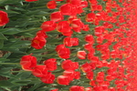 郁金香花海