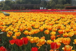 郁金香花海