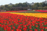 郁金香花海