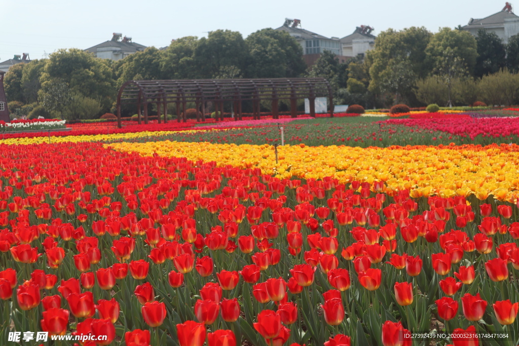 郁金香花海