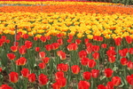 郁金香花海