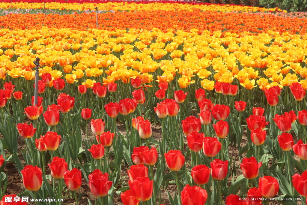 郁金香花海