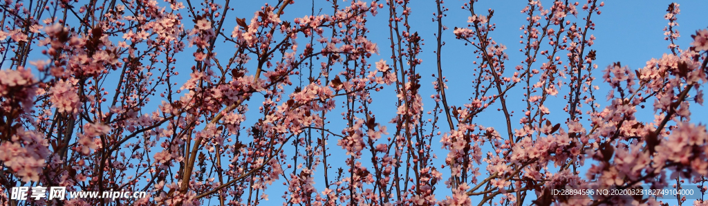 樱花 春天 鲜花蓝蓝的天空