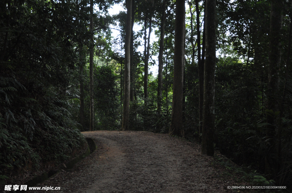 路径 路 自然 森林 景观 树