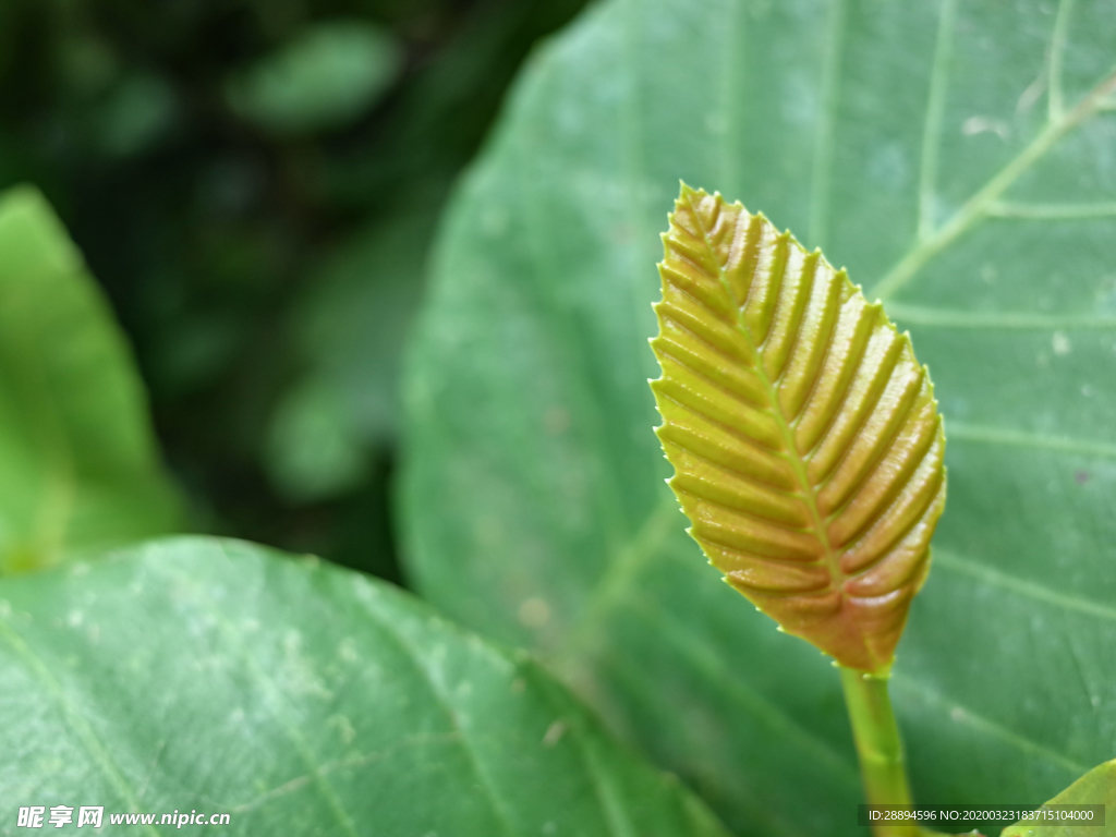 叶 绿色 金 植物 年轻的叶