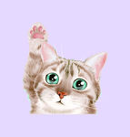 猫