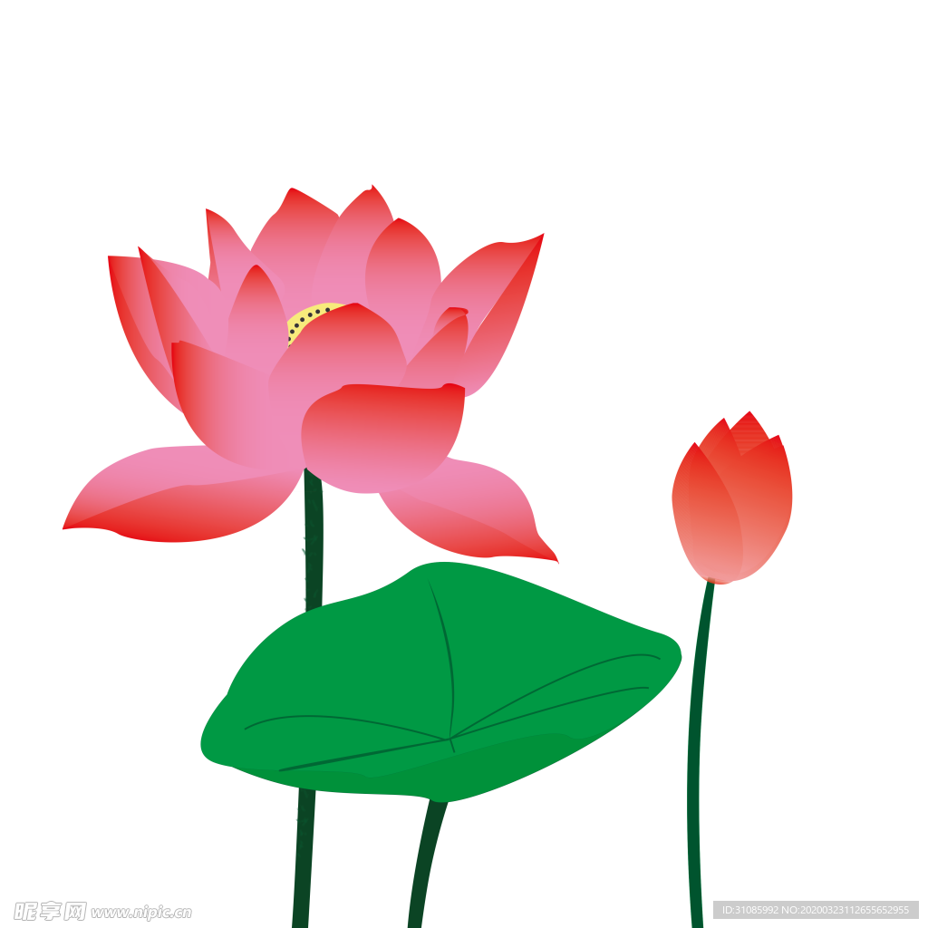 手绘荷花