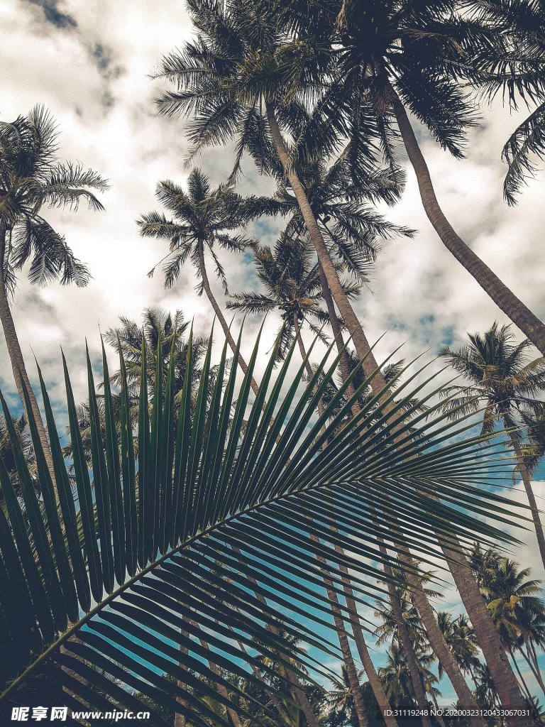 椰子树