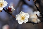 梅花